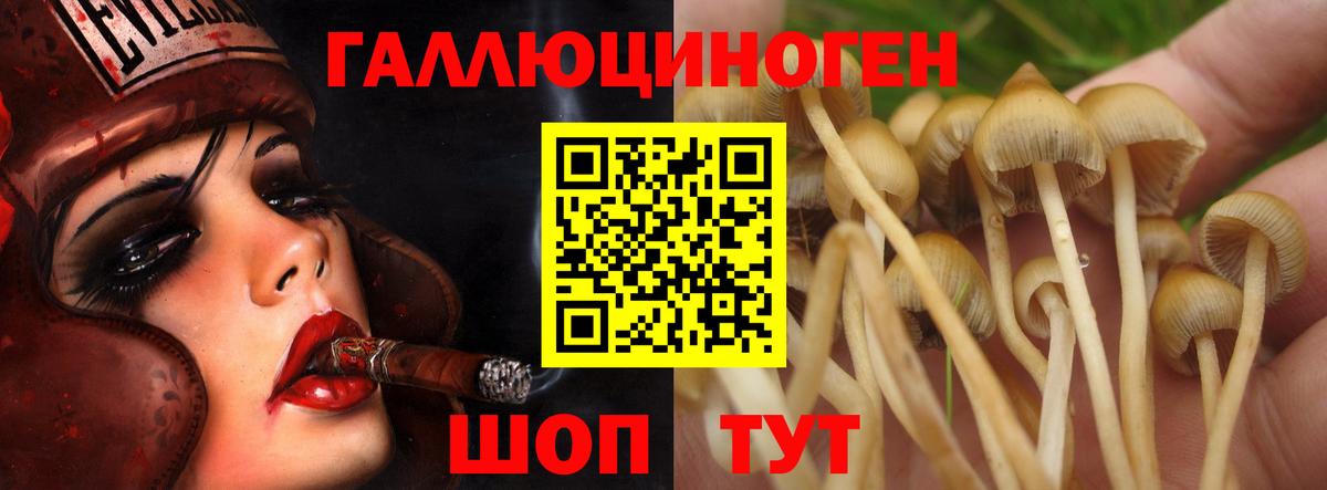 Псилоцибиновые грибы Psilocybine cubensis Строитель